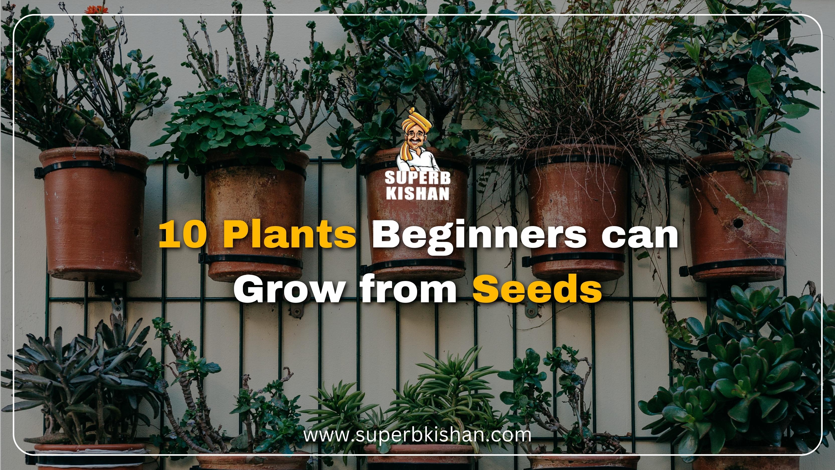 10 plants beginners can grow from seeds