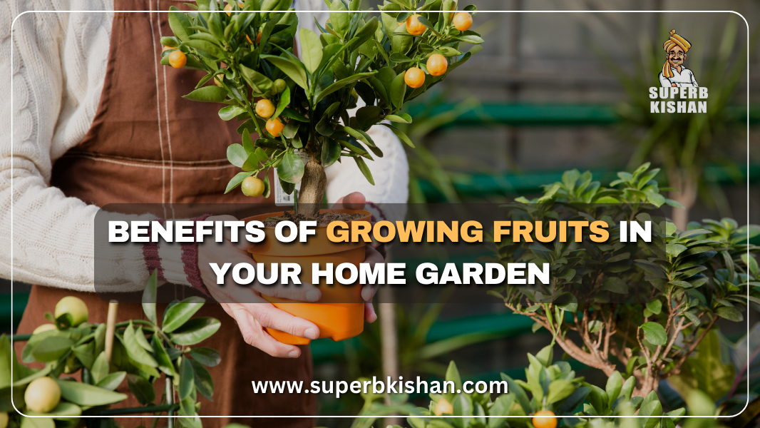 Benefits of growing fruits in your home garden