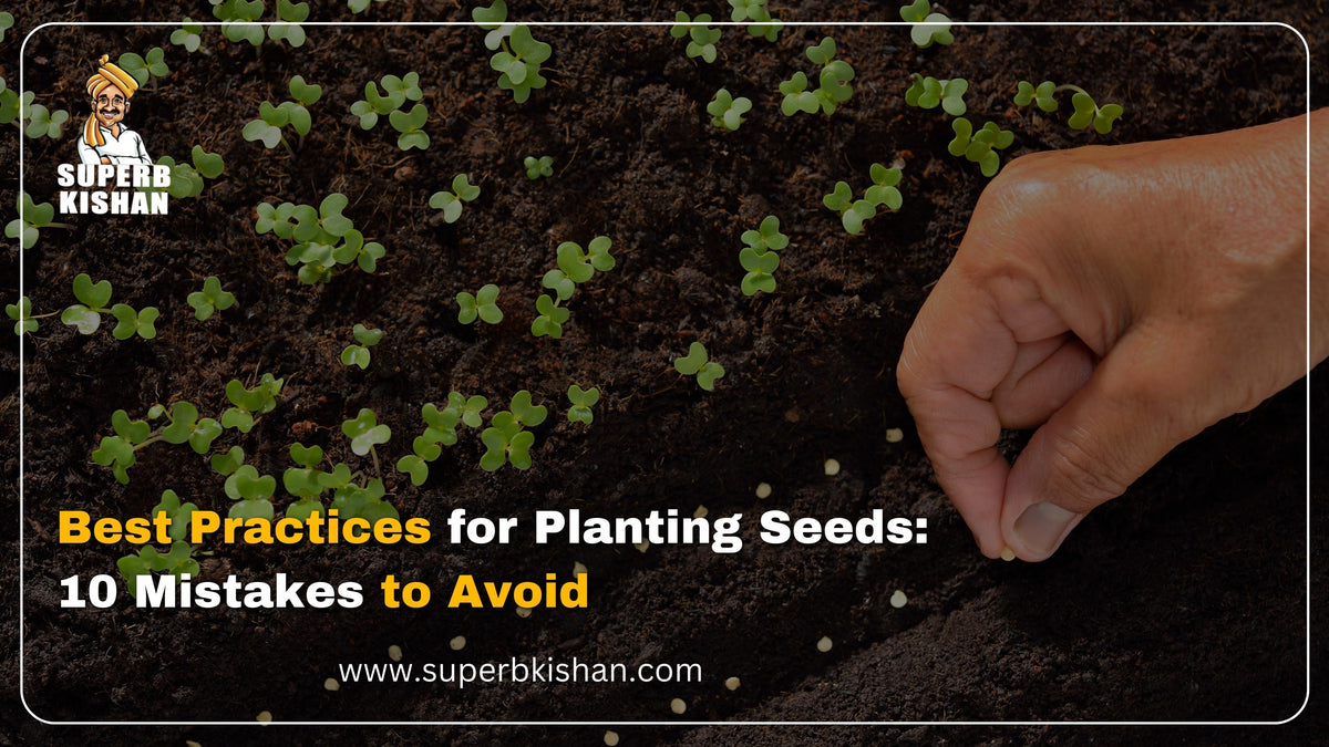Best Practices for Planting Seeds: 10 Mistakes to Avoid – SuperbKishan