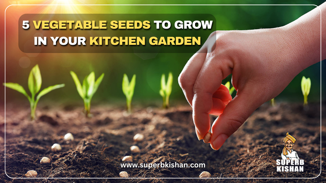 5 vegetable seeds to grow in your kitchen garden